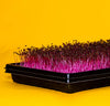 En sort bakke med friske, magenta-farvede Spireli Amaranth-mikrogrøntsager med mørke blade fremstår på en lysegul baggrund, hvilket fremhæver deres delikate smag og høje jernindhold.
