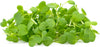 En bunke friske, grønne Spireli-broccoli-calabrese-mikrogrøntsager med små, runde blade og tynde stilke, fotograferet isoleret på en hvid baggrund; disse mikrogrøntsager er en fremragende kilde til vitaminer og proteiner.