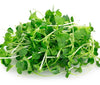 En bunke friske, grønne Spireli-broccoli-calabrese-mikrogrøntsager med små, runde blade og tynde stilke, der er rige på vitaminer og proteiner, anbragt på en hvid baggrund.