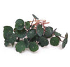En buket af runde, grønne Gotu Kola-blade med slanke stilke og Nasturtium/Tallerkensmækker-blade fra Spireli er smukt arrangeret på en hvid baggrund, hvor de udstråler friskhed og antyder deres karakteristiske peberagtige smag.