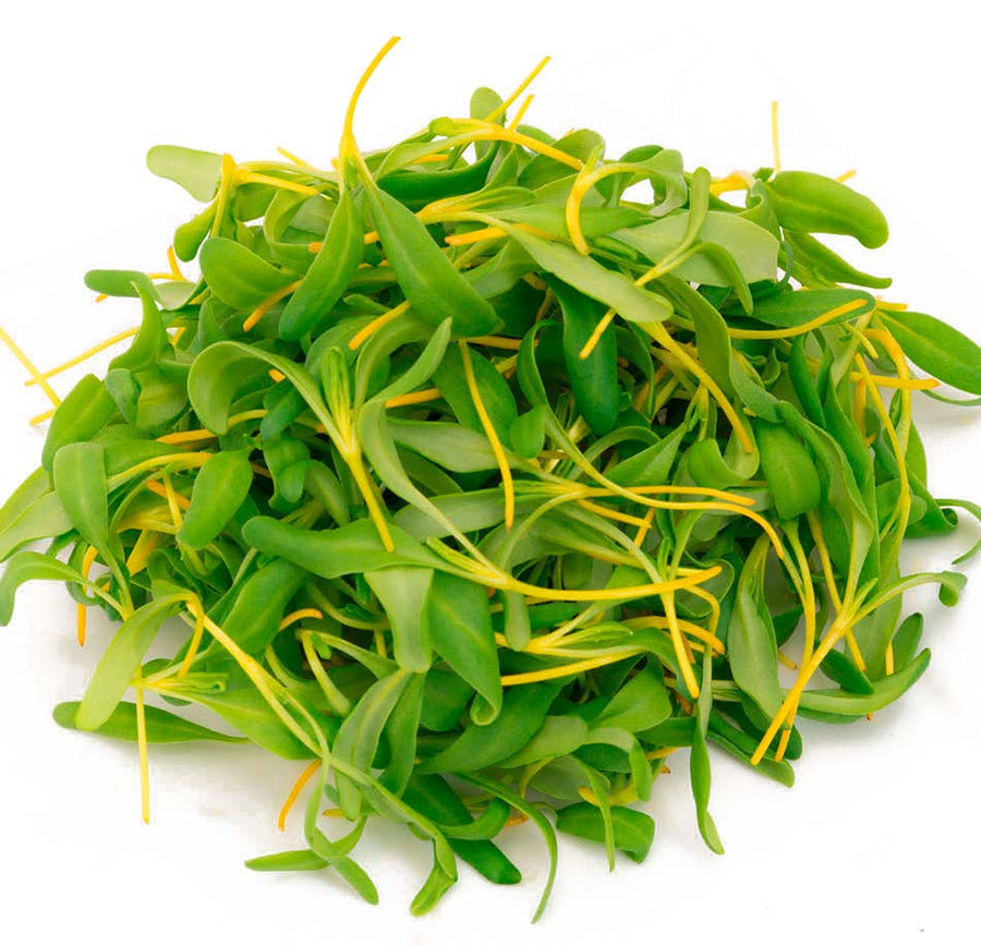 En farverig bunke Spireli Nasturtium/Tallerkensmækker-mikrogrønt med friske, grønne og gule, aflange blade og slanke gule stilke, der er kendt for deres peberagtige smag, anbragt på en hvid baggrund.